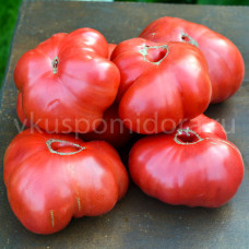 Rajče Baba Shura, 5 semen