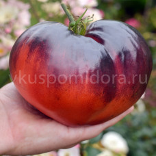 Sgt Pepper Blue Mountain Tomato