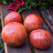 Rajčatová tundra (Tundra), 5 semen