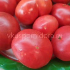 Tomato Dwarf Yukon Quest, 5 semen