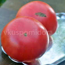 Tomato Dwarf Mystic Lady, 5 semen