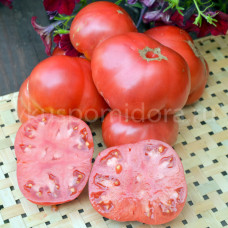 Tomato Gnome OPO (OPO), 5 semen