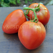 Tomato Dwarf Crazy Calliope, 5 semen