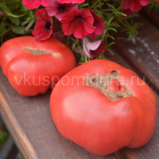 Tomato Dwarf Waverley, 5 semen