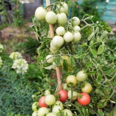 Tomato Cherry fontána, 5 semen