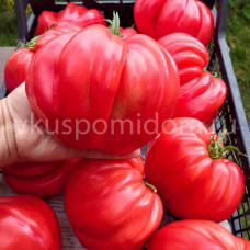 Томат Бифштекс Альби (Beefsteak Albi), 8 семян