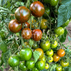Томат Чёрная вишня Турции (Ciliegino Nero di Turchia), 8 семян