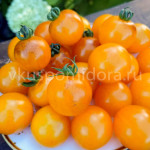 Томат Да здравствует солнце с анто - Санвива (Sunviva Antho), 8 семян