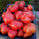 Томат КАС 29 (KAS 29), 8 семян