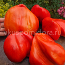 Томат Красная горная вершина (Red Mountain Peak), 8 семян