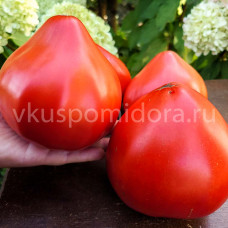Томат Красное сердце тёти Иванки (Inima Rosie Tanti Ivanca), 8 семян