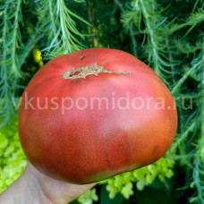 Томат Кровавый камень - Гелиотроп (Bloodstone), 8 семян