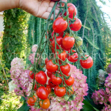 Томат Кубелло (Pomodoro Cubello), 8 семян