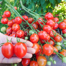 Томат Кубелло (Pomodoro Cubello), 8 семян