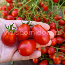 Томат Куматильда красная, 8 семян