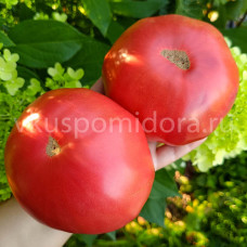 Томат Лидия Боровая, 8 семян
