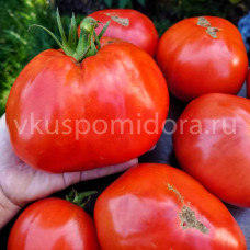Томат Минусинский бочковой красный, 8 семян