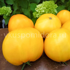 Томат Наслаждение тётушки Сварло, жёлтый, 8 семян