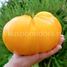 Томат Наслаждение тётушки Сварло, жёлтый, 8 семян