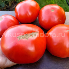 Томат Обломок скалы из Мальграте (Pietrone di Malgrate), 8 семян