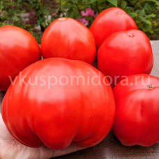 Томат Огромная слива (Enormous Plum), 8 семян