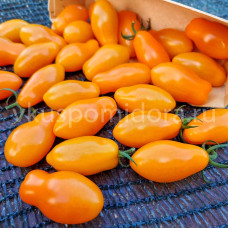 Томат Оранжевый Киз (Orange Keyes), 8 семян