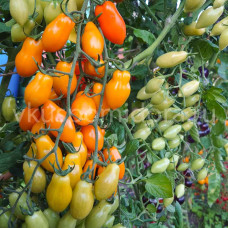 Томат Оранжевый Киз (Orange Keyes), 8 семян