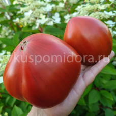 Томат Пилари (Pilari), 8 семян