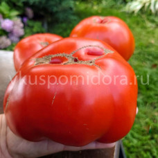 Томат Подарок мужа, 8 семян