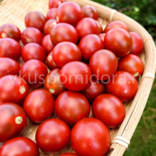 Томат Подсевший на черри (Hooked on Cherry), 8 семян
