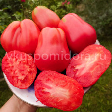 Томат Пурпурная груша Брендивайн (Purple Pear Brandywine), 8 семян