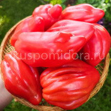 Томат Пылающий (Fiammante), 8 семян