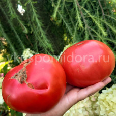 Томат Рубцовский гранёный , 8 семян