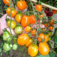 Томат Сан Марцано Иса (San Marzano Isa), 8 семян