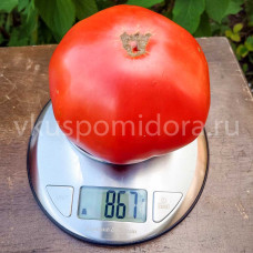 Томат Света из Италии красная, 8 семян