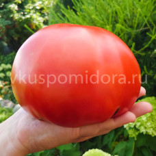 Томат Света из Италии красная, 8 семян