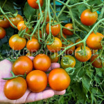 Томат Тыквенная специя (Pumpkin Spice), 8 семян