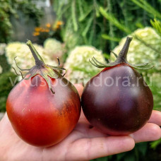 Томат Тёмное пламя Сильвии (Silvia's Dark Flame), 8 семян