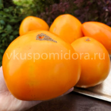 Томат Белокурихинские оранжевые, 8 семян