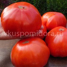 Томат Гигант из Сан-Мартино (Gigante di San Martino), 8 семян