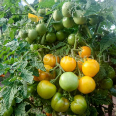 Томат Гном Вишня Моби (Dwarf Moby's Cherry), 8 семян