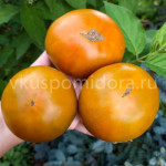 Томат Ириска бифштекс (Butterscotch Beefsteak), 8 семян