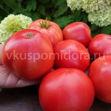 Томат Киевлянка, 8 семян