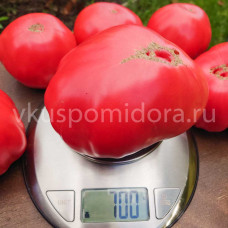 Томат Наследие Ишима (Moștenirea lui Ichim), 8 семян