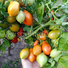 Томат Нова из Салерно (Pomodori Nova Di Salerno), 8 семян