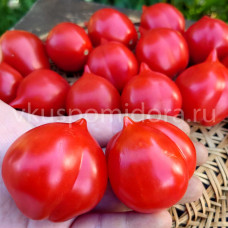 Томат Спуньилло с гор Латтари (Spugnillo dei Monti Lattari), 8 семян