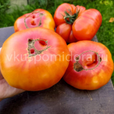Томат Оаксаканская драгоценность (Oaxacan Jewel), 8 семян