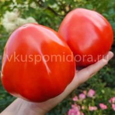 Томат Щека Кертиса (Curtis Cheek), 8 семян