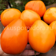 Томат Анна Русская банановая (Anna Banana Russian), 8 семян