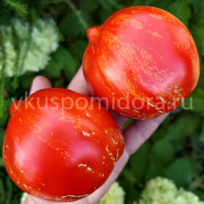 Томат Груша Тихола Алмейра (Pera Tijola Almeira), 8 семян